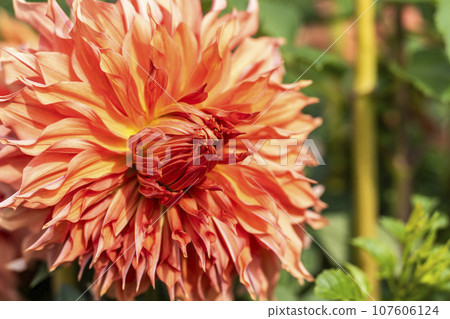 Autumn scenery, brightly blooming dahlias, Kawanishi Dahlia Garden, Kawanishi Town, Yamagata Prefecture Autumn scenery, brightly blooming dahlias, Kawanishi Dahlia Garden, Kawanishi Town, Yamagata Prefecture 107606124