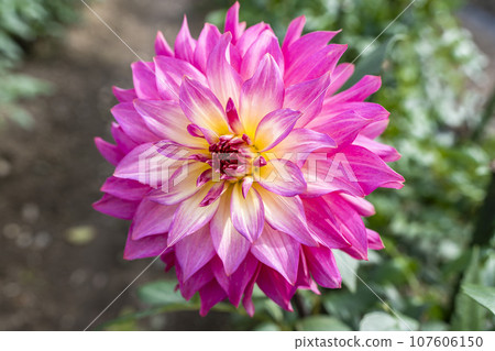 山形縣川西町川西大麗花花園，秋天的景色，鮮豔的大麗花 107606150