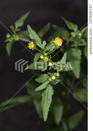 Kosendangusa Kosendangusa 107606187