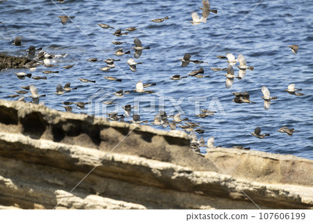 Bulbul Bulbul 107606199
