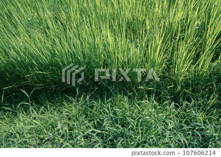 鬱鬱蔥蔥的米飯 107606214