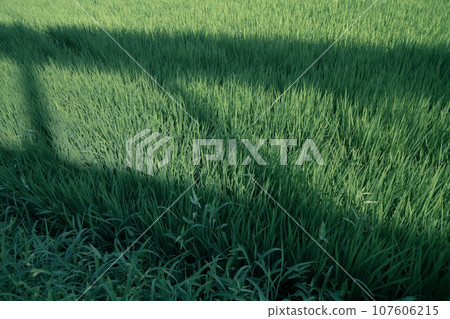 綠色的稻米和樹蔭 107606215