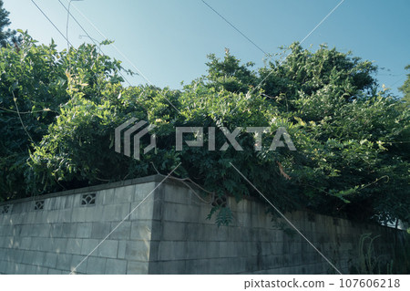 Block wall with trees sticking out 107606218