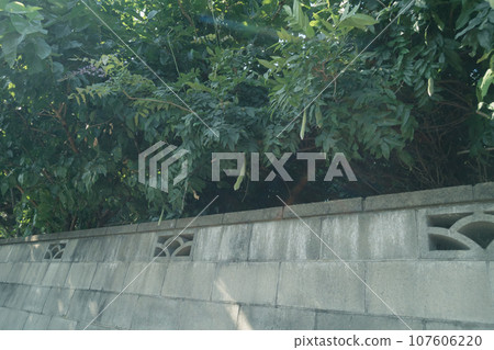 Block wall with trees sticking out 107606220