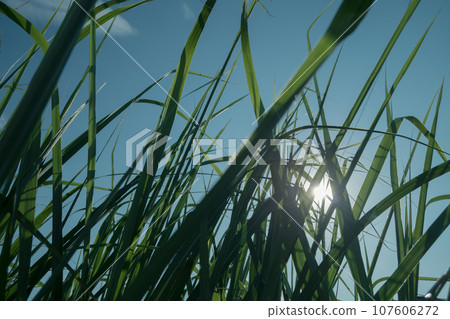 草向天空生長 草向天空生長 107606272