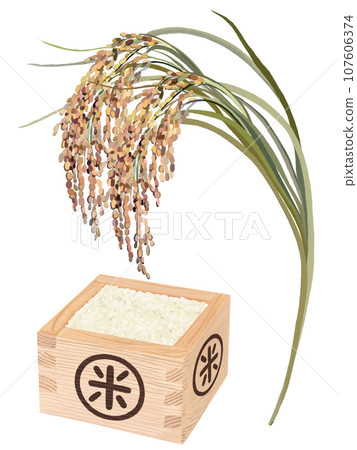 Ears of rice and masu rice 107606374