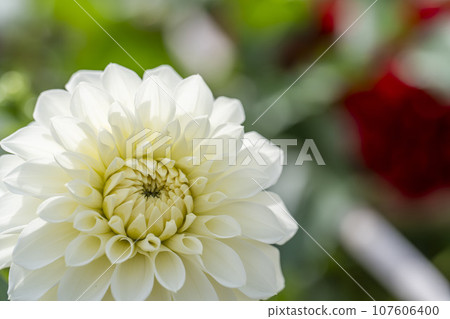 Autumn scenery, brightly blooming dahlias, Kawanishi Dahlia Garden, Kawanishi Town, Yamagata Prefecture Autumn scenery, brightly blooming dahlias, Kawanishi Dahlia Garden, Kawanishi Town, Yamagata Prefecture 107606400