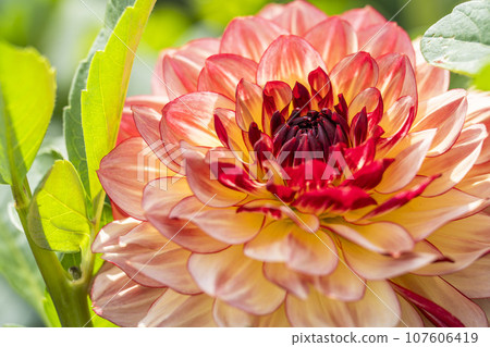 Autumn scenery, brightly blooming dahlias, Kawanishi Dahlia Garden, Kawanishi Town, Yamagata Prefecture 107606419