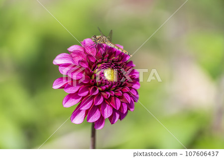 Autumn scenery, brightly blooming dahlias, Kawanishi Dahlia Garden, Kawanishi Town, Yamagata Prefecture Autumn scenery, brightly blooming dahlias, Kawanishi Dahlia Garden, Kawanishi Town, Yamagata Prefecture 107606437