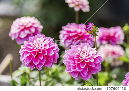 Autumn scenery, brightly blooming dahlias, Kawanishi Dahlia Garden, Kawanishi Town, Yamagata Prefecture Autumn scenery, brightly blooming dahlias, Kawanishi Dahlia Garden, Kawanishi Town, Yamagata Prefecture 107606438