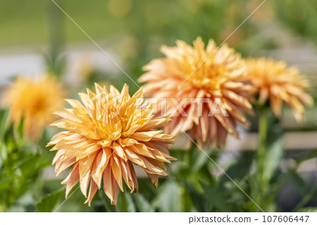 Autumn scenery, brightly blooming dahlias, Kawanishi Dahlia Garden, Kawanishi Town, Yamagata Prefecture Autumn scenery, brightly blooming dahlias, Kawanishi Dahlia Garden, Kawanishi Town, Yamagata Prefecture 107606447