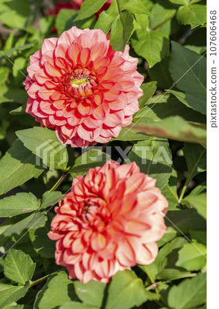 Autumn scenery, brightly blooming dahlias, Kawanishi Dahlia Garden, Kawanishi Town, Yamagata Prefecture 107606468