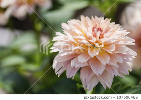 山形縣川西町川西大麗花花園,秋天的景色,鮮豔的大麗花 山形縣川西町川西大麗花花園,秋天的景色,鮮豔的大麗花 107606469