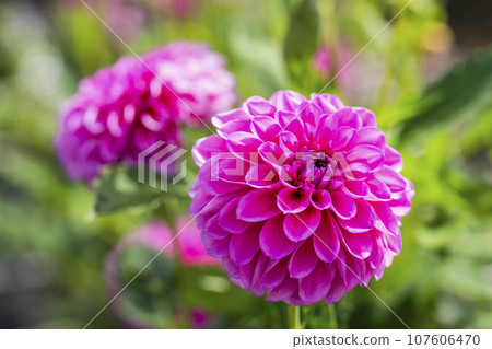 山形縣川西町川西大麗花花園,秋天的景色,鮮豔的大麗花 山形縣川西町川西大麗花花園,秋天的景色,鮮豔的大麗花 107606470