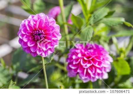 山形縣川西町川西大麗花花園，秋天的景色，鮮豔的大麗花 107606471