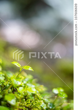 A clear stream flowing through fresh greenery (Kiyasawa Stream) A clear stream flowing through fresh greenery (Kiyasawa Stream) 107606609