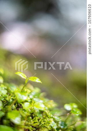 A clear stream flowing through fresh greenery (Kiyasawa Stream) A clear stream flowing through fresh greenery (Kiyasawa Stream) 107606610