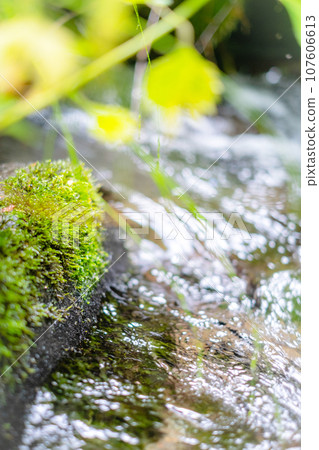 A clear stream flowing through fresh greenery (Kiyasawa Stream) A clear stream flowing through fresh greenery (Kiyasawa Stream) 107606613