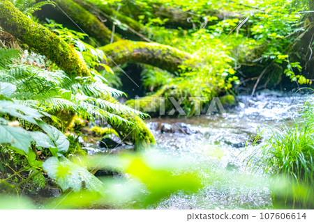 流淌在新綠中的清澈溪流(木澤溪) 流淌在新綠中的清澈溪流(木澤溪) 107606614