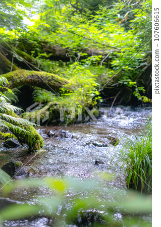流淌在新綠中的清澈溪流（木澤溪） 107606615