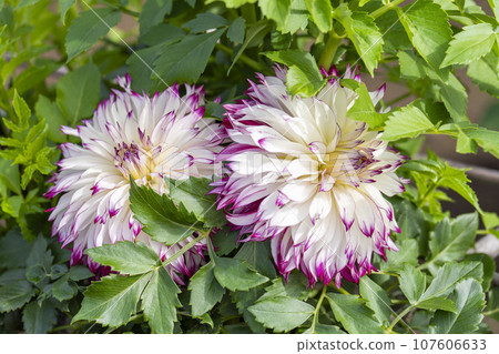 Autumn scenery, brightly blooming dahlias, Kawanishi Dahlia Garden, Kawanishi Town, Yamagata Prefecture 107606633