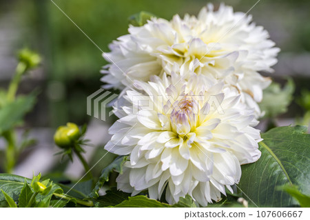 Autumn scenery, brightly blooming dahlias, Kawanishi Dahlia Garden, Kawanishi Town, Yamagata Prefecture Autumn scenery, brightly blooming dahlias, Kawanishi Dahlia Garden, Kawanishi Town, Yamagata Prefecture 107606667