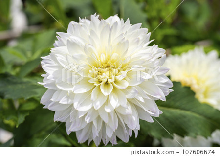 Autumn scenery, brightly blooming dahlias, Kawanishi Dahlia Garden, Kawanishi Town, Yamagata Prefecture 107606674