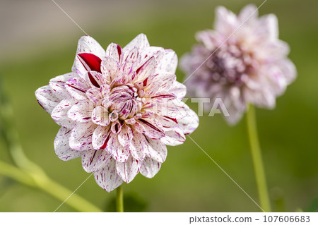 山形縣川西町川西大麗花花園,秋天的景色,鮮豔的大麗花 山形縣川西町川西大麗花花園,秋天的景色,鮮豔的大麗花 107606683