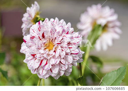 山形縣川西町川西大麗花花園,秋天的景色,鮮豔的大麗花 山形縣川西町川西大麗花花園,秋天的景色,鮮豔的大麗花 107606685
