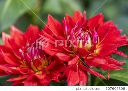 Autumn scenery, brightly blooming dahlias, Kawanishi Dahlia Garden, Kawanishi Town, Yamagata Prefecture Autumn scenery, brightly blooming dahlias, Kawanishi Dahlia Garden, Kawanishi Town, Yamagata Prefecture 107606806