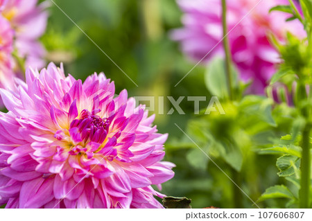 Autumn scenery, brightly blooming dahlias, Kawanishi Dahlia Garden, Kawanishi Town, Yamagata Prefecture Autumn scenery, brightly blooming dahlias, Kawanishi Dahlia Garden, Kawanishi Town, Yamagata Prefecture 107606807