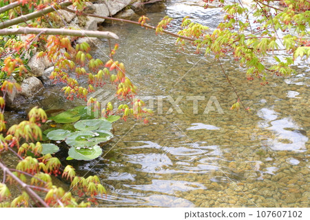 Elegant maple leaves blooming in the stream Elegant maple leaves blooming in the stream 107607102