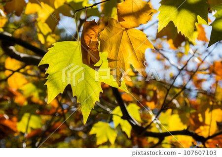 Leaves of a plane tree (sycamore sycamore) with autumn leaves seen in backlight 107607103