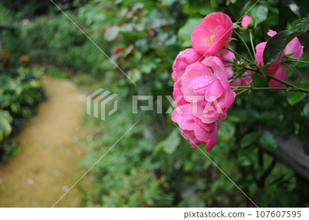 路邊盛開的粉紅玫瑰 路邊盛開的粉紅玫瑰 107607595