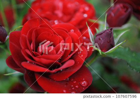 一朵紅玫瑰 一朵紅玫瑰 107607596