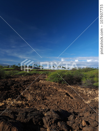 徒步前往夏威夷大島的魚塘 徒步前往夏威夷大島的魚塘 107607755