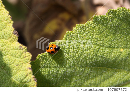 Ladybug and clary sage leaves 107607872
