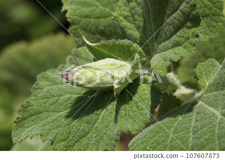 clary sage flower buds clary sage flower buds 107607873