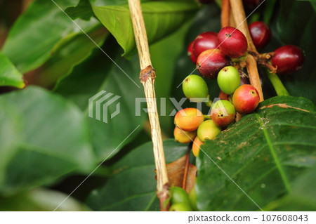 Hawaiian coffee beans 107608043