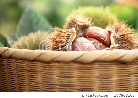Chestnuts in a burr harvested in a basket 107608162