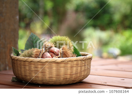 Chestnuts in a burr harvested in a basket 107608164