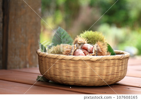 Chestnuts in a burr harvested in a basket 107608165