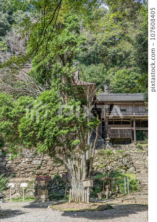 A view of the precincts of Nichiryubineji and Takazawa Kannon, a temple with a treasure pagoda donated by Masako Hojo A view of the precincts of Nichiryubineji and Takazawa Kannon, a temple with a treasure pagoda donated by Masako Hojo 107608405