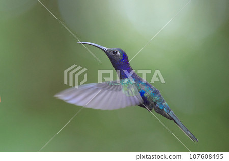 哥斯達黎加的野生鳥類(紫色蜂鳥的飛行) 哥斯達黎加的野生鳥類(紫色蜂鳥的飛行) 107608495