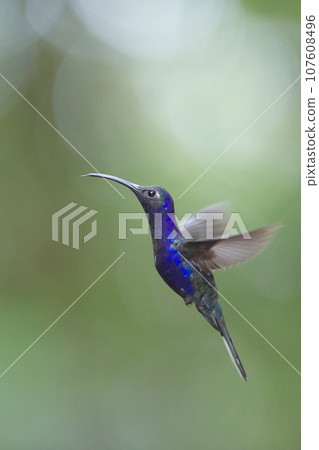 Wild birds of Costa Rica (flight of the purple hummingbird) Wild birds of Costa Rica (flight of the purple hummingbird) 107608496