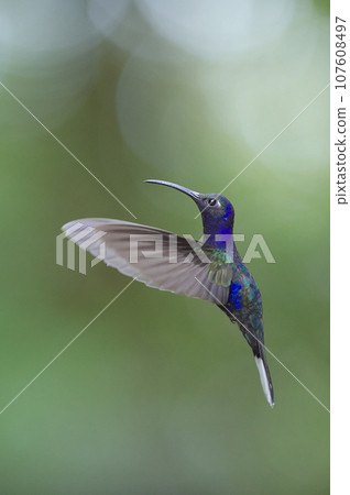 哥斯達黎加的野生鳥類（紫色蜂鳥的飛行） 107608497