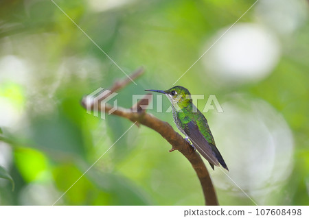 哥斯大黎加的野生鳥類(綠嘴蜂鳥) 哥斯大黎加的野生鳥類(綠嘴蜂鳥) 107608498