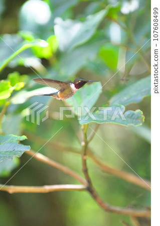 哥斯達黎加的野生鳥類(哥斯達黎加蜂鳥的飛行) 哥斯達黎加的野生鳥類(哥斯達黎加蜂鳥的飛行) 107608499