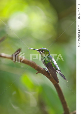 哥斯大黎加的野生鳥類（綠嘴蜂鳥） 107608505