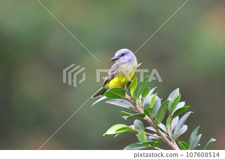 Wild bird of Costa Rica (olive flycatcher) 107608514